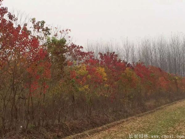 山烏桕圖片山烏桕苗木基地實拍