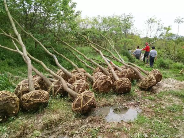 山烏桕圖片山烏桕苗木基地實拍