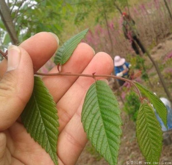 紅櫸樹(shù)基地苗木圖片