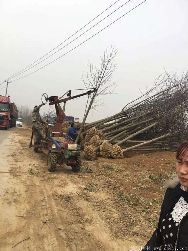 鵝掌楸基地鵝掌楸圖片