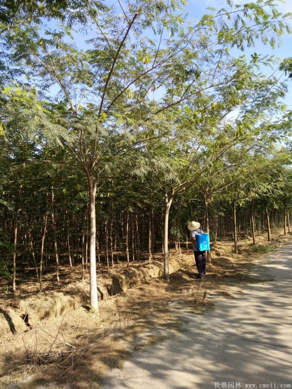 合歡樹圖片合歡樹基地實拍