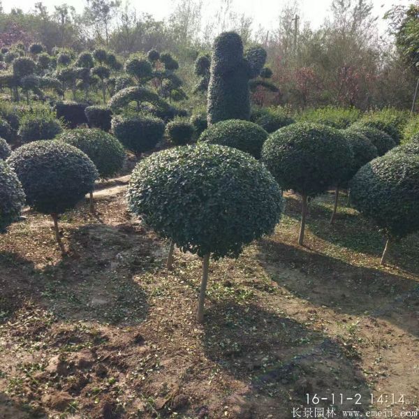 小葉女貞造型樹圖片基地實拍