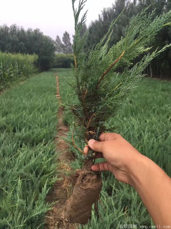 沙地柏圖片沙地柏基地實(shí)拍