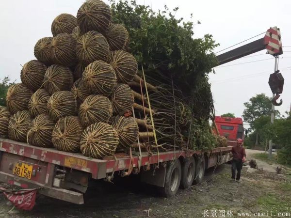 紫薇樹圖片基地實(shí)拍