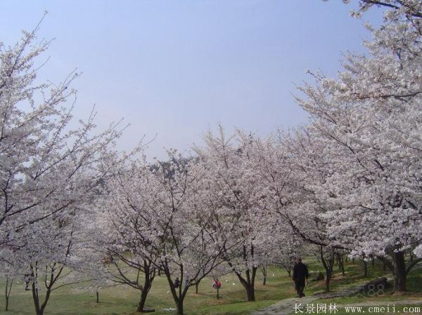 櫻花樹圖片基地實(shí)拍