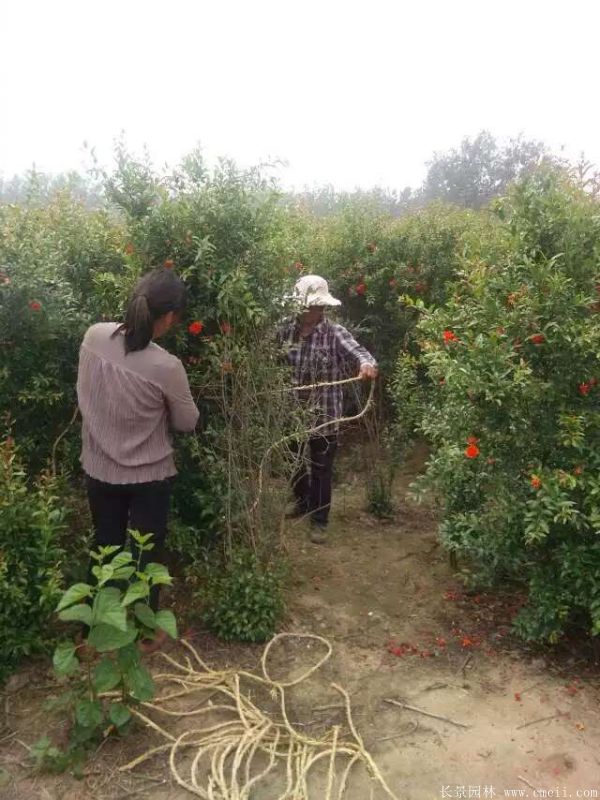 花石榴圖片基地實拍