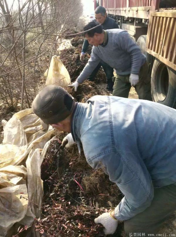 扶芳藤圖片基地實拍