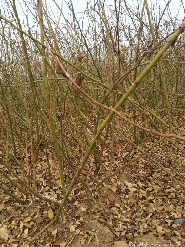 藤本薔薇圖片基地實拍