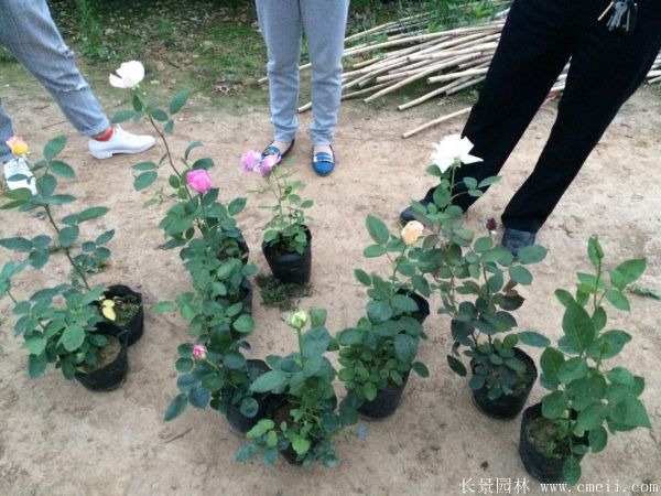 月季花圖片基地實(shí)拍