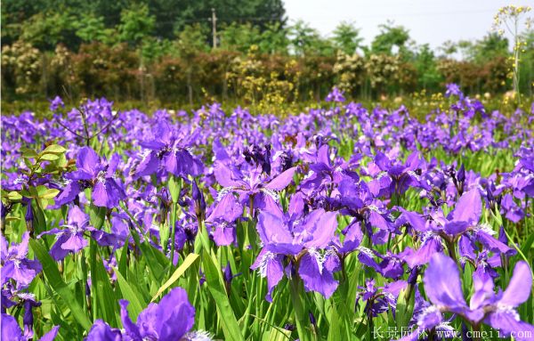 鳶尾蘭基地實(shí)拍圖片