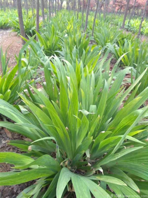 鳶尾花圖片基地實拍