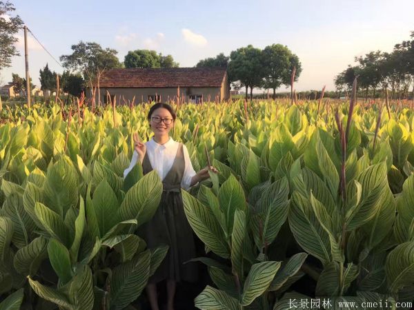 大花美人蕉基地實(shí)拍圖片