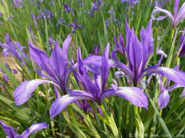 馬蘭花基地實(shí)拍圖片