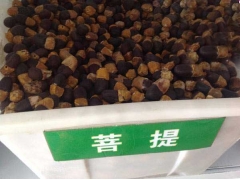 菩提樹(shù)種子