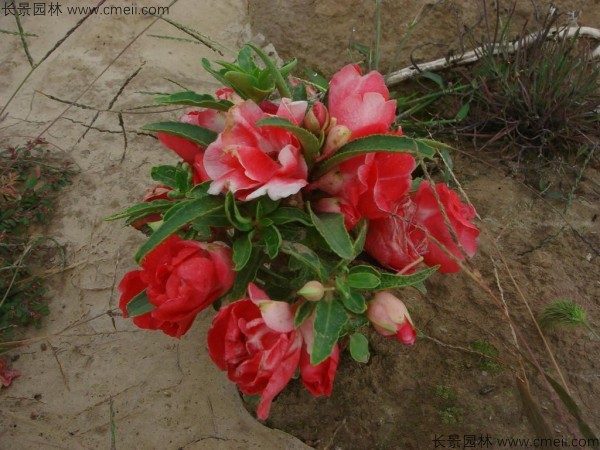 鳳仙花種子發(fā)芽出苗開花圖片