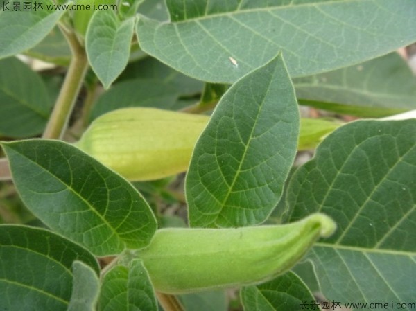 曼陀羅種子發(fā)芽出苗開(kāi)花圖片