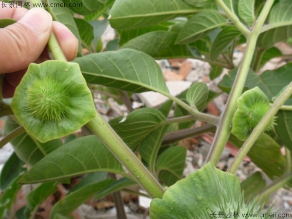 曼陀羅種子發(fā)芽出苗開(kāi)花圖片