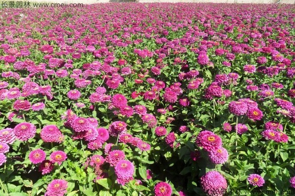 野花組合開花圖片