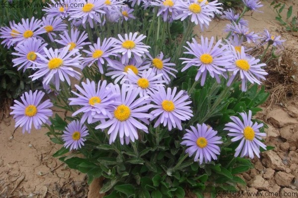 野菊花開(kāi)花圖片