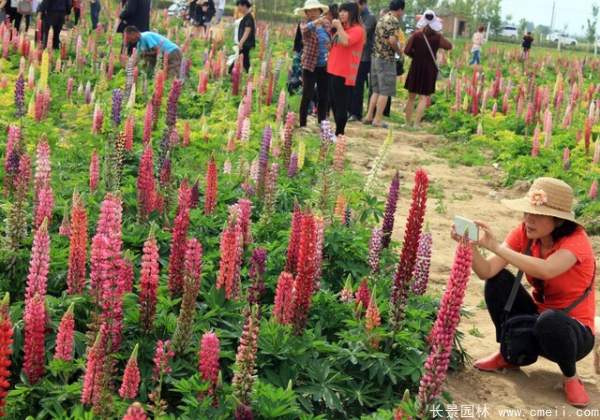 羽扇豆種子發(fā)芽出苗開花圖片