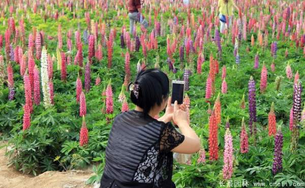 魯冰花種子發(fā)芽出苗開花圖片