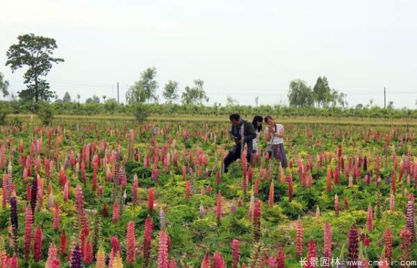 魯冰花種子發(fā)芽出苗開花圖片