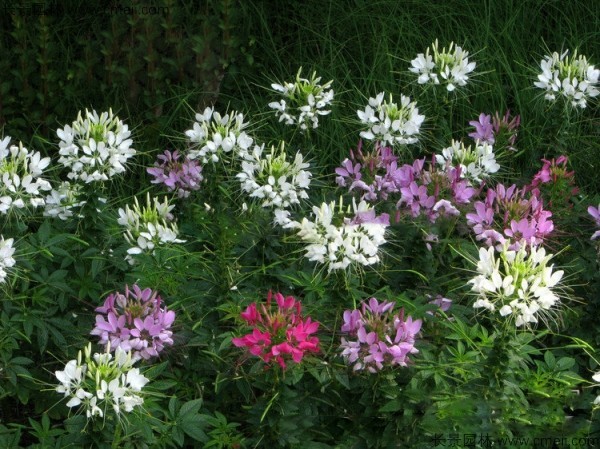 醉蝶花種子發(fā)芽出苗開(kāi)花圖片