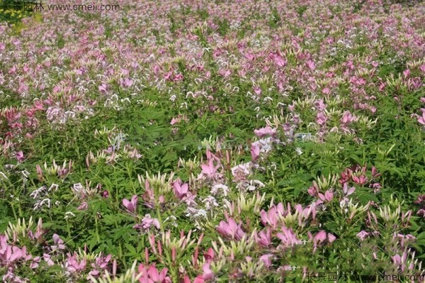 醉蝶花種子發(fā)芽出苗開(kāi)花圖片