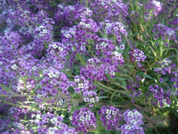 香雪球種子發(fā)芽出苗開(kāi)花圖片