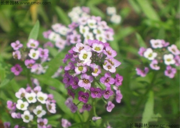 香雪球種子發(fā)芽出苗開(kāi)花圖片