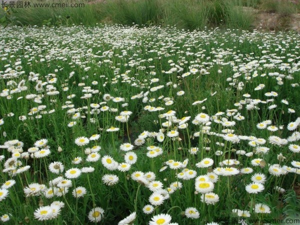 永生菊種子發(fā)芽出苗開(kāi)花圖片