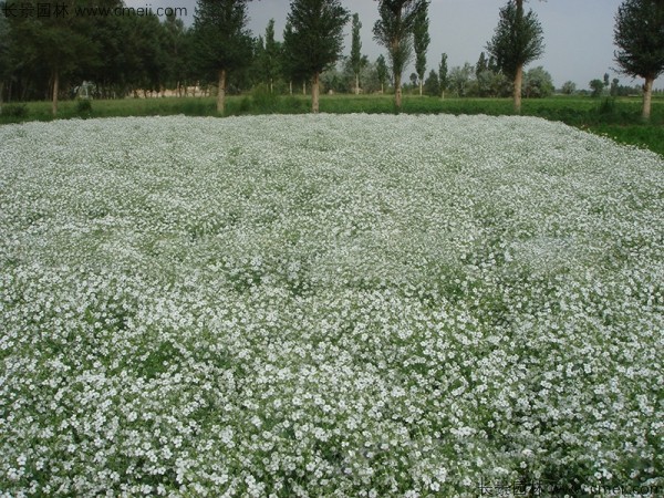 霞草種子發(fā)芽出苗開花圖片