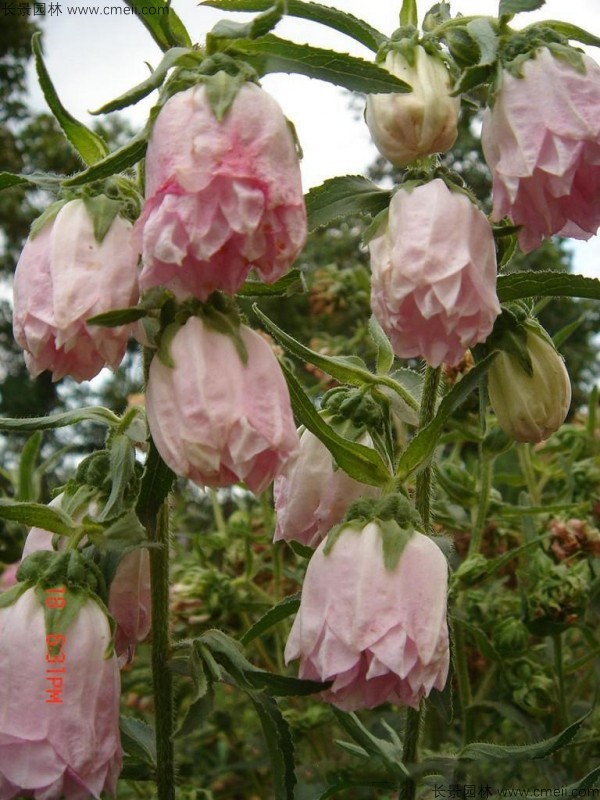 風鈴花種子發(fā)芽出苗開花圖片