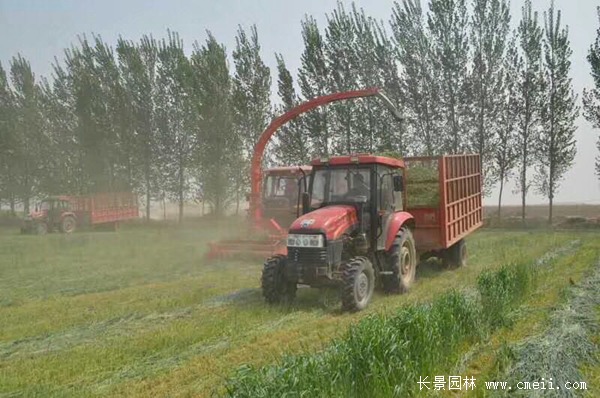 冬牧70黑麥草