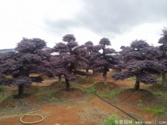 造型紅花繼木